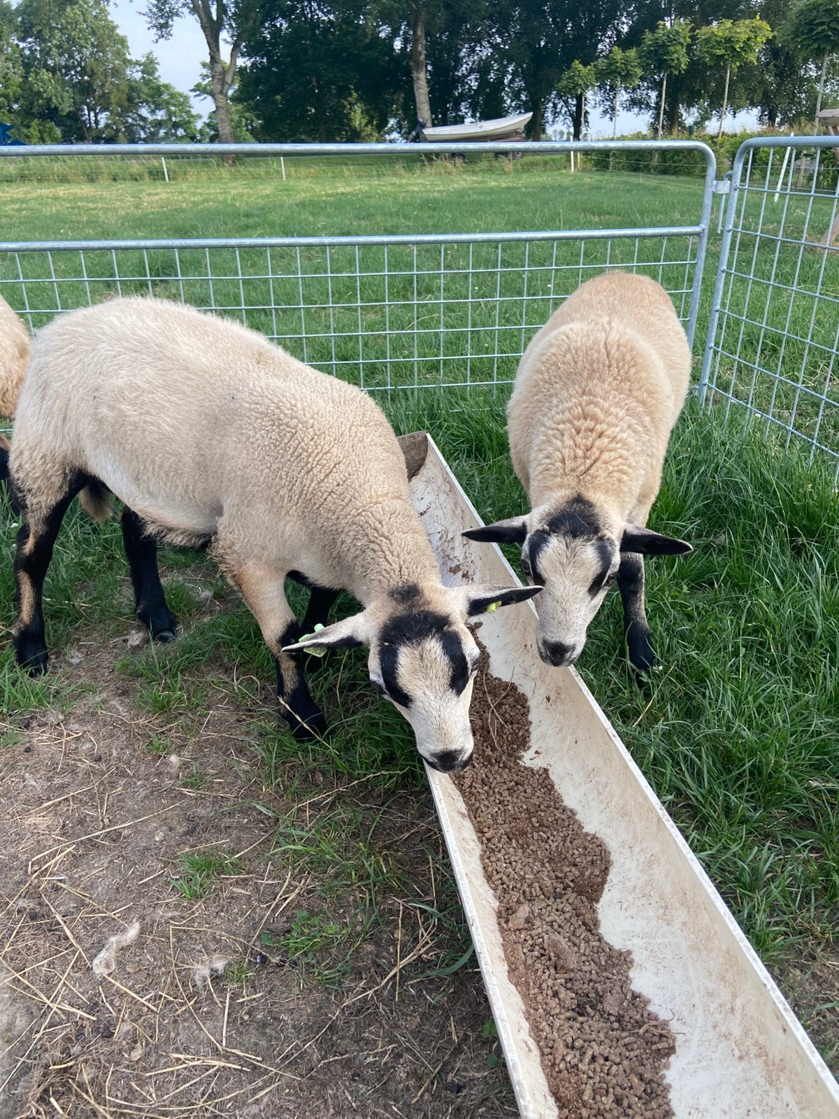 Maasduinen rammen, Mannelijk, Schaap
