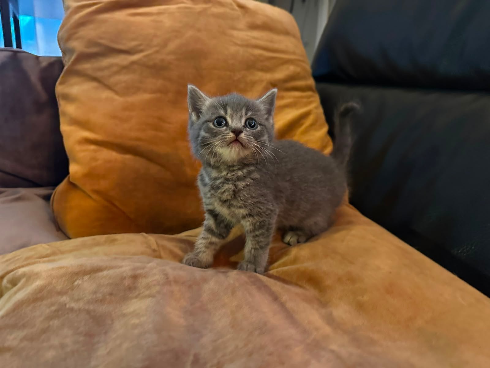 Half Britse korthaar kittens ❤️, Dieren en Toebehoren, Katten en Kittens | Raskatten | Korthaar, Meerdere dieren, Ontwormd, 0 tot 2 jaar