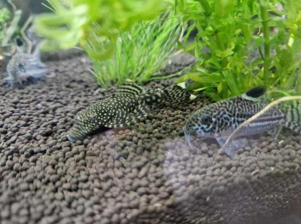 Bristlenose pleco's, Dieren en Toebehoren, Vissen | Aquariumvissen, Zoetwatervis, Vis