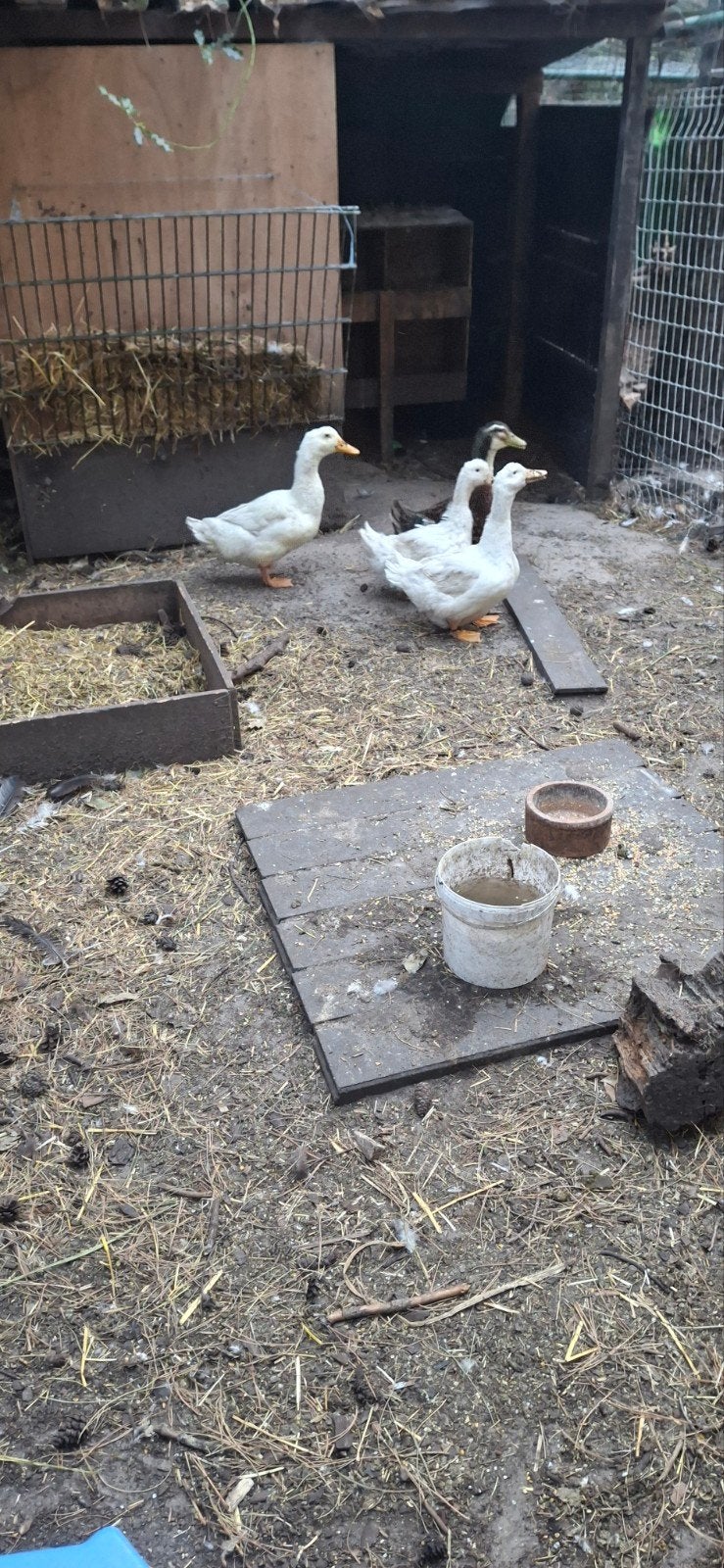 peking eenden, Dieren en Toebehoren, Meerdere dieren, Eend