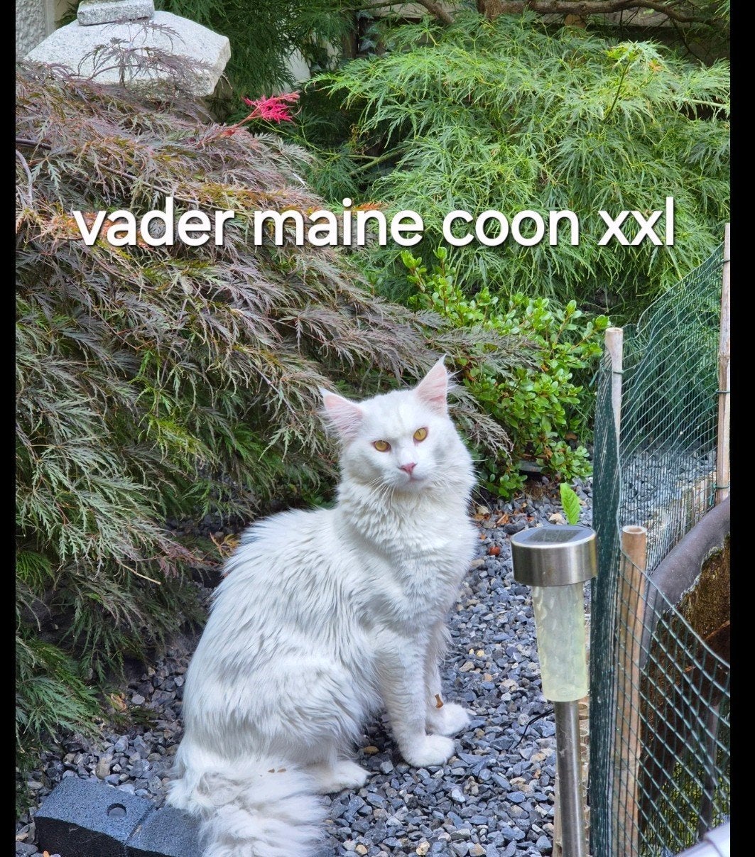 2 lieve maine coon  x  kittens mogen verhuizen, Dieren en Toebehoren, Kater, Ontwormd, 0 tot 2 jaar