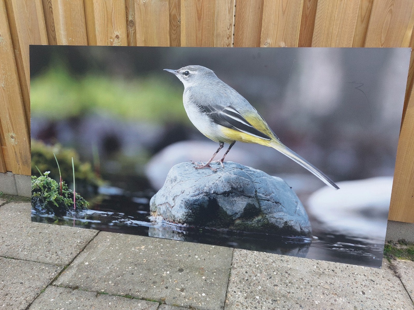 Dibond plaat vogel 150 x 80 cm (binnen en buiten), Ophalen, Zo goed als nieuw