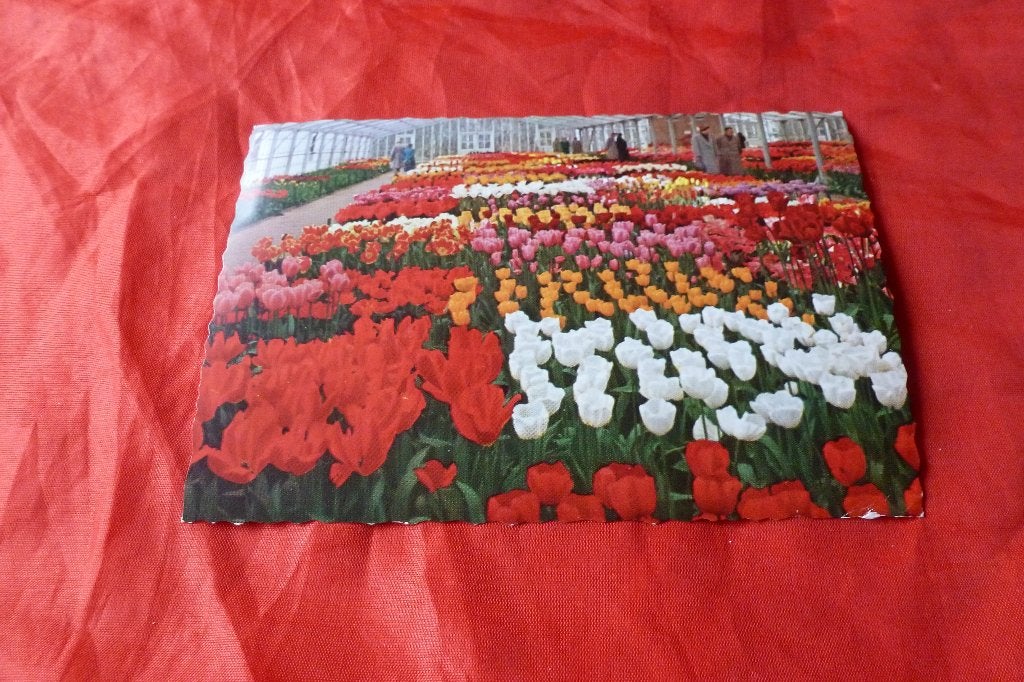 Nederland - oude Ansichtkaart Keukenhof Lisse 1953 (95, Ophalen of Verzenden, 1940 tot 1960, Gelopen, Zuid-Holland