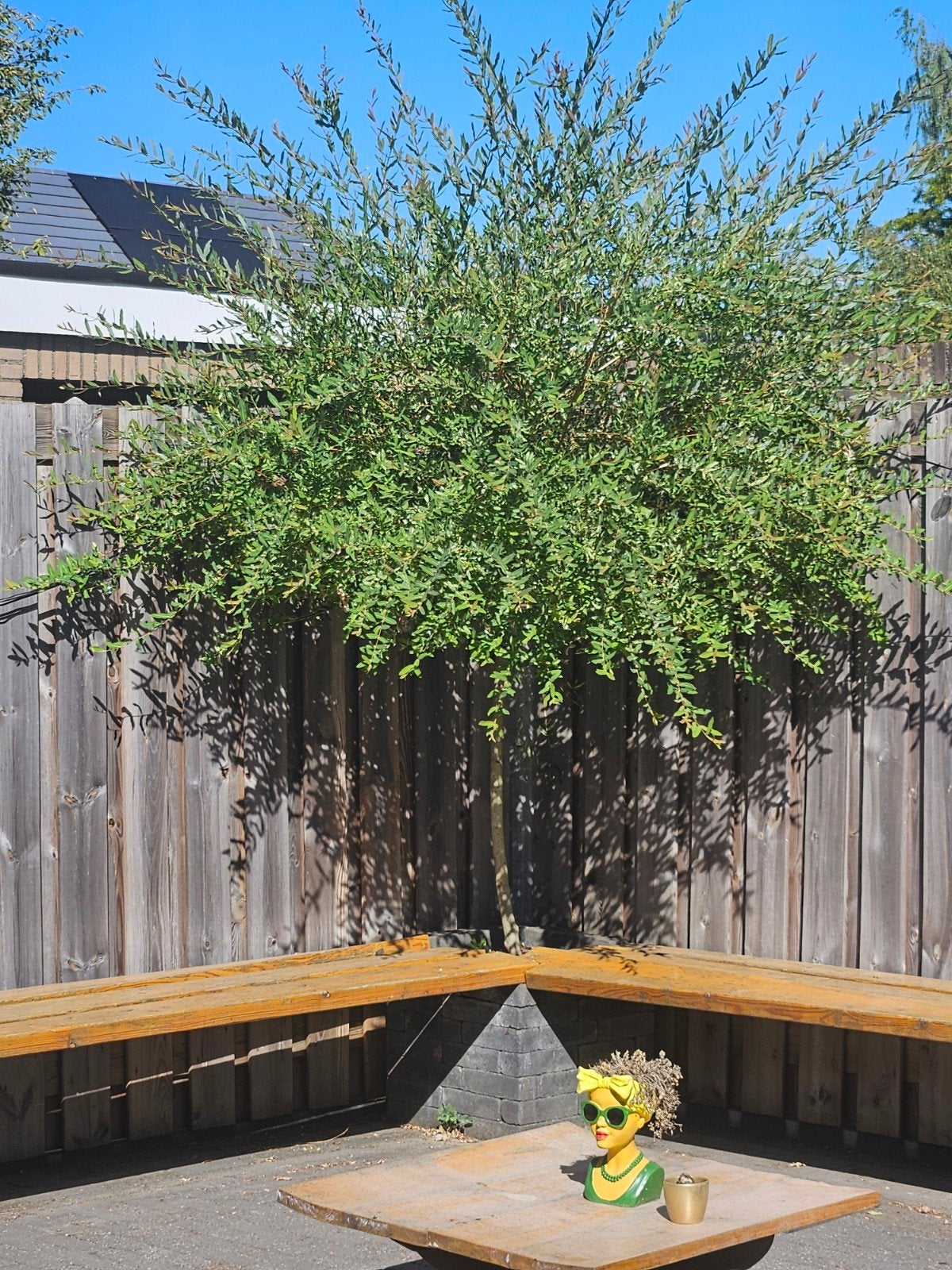 Mooie Salix wilg (2,5 - 3 meter), Volle zon, Vaste plant, Lente, Ophalen