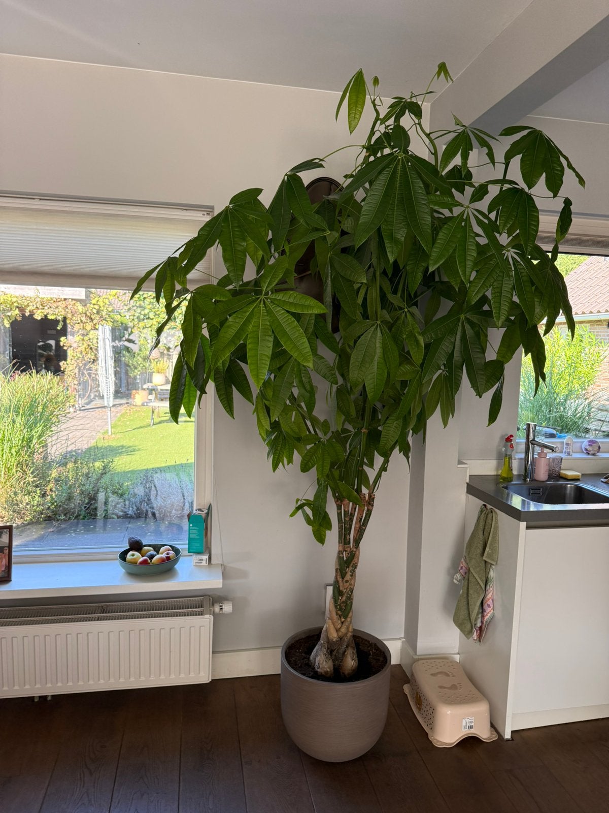 Pachira aquatica/ geldboom in keramieken pot. 230 cm., Ophalen, 200 cm of meer, Halfschaduw, In pot