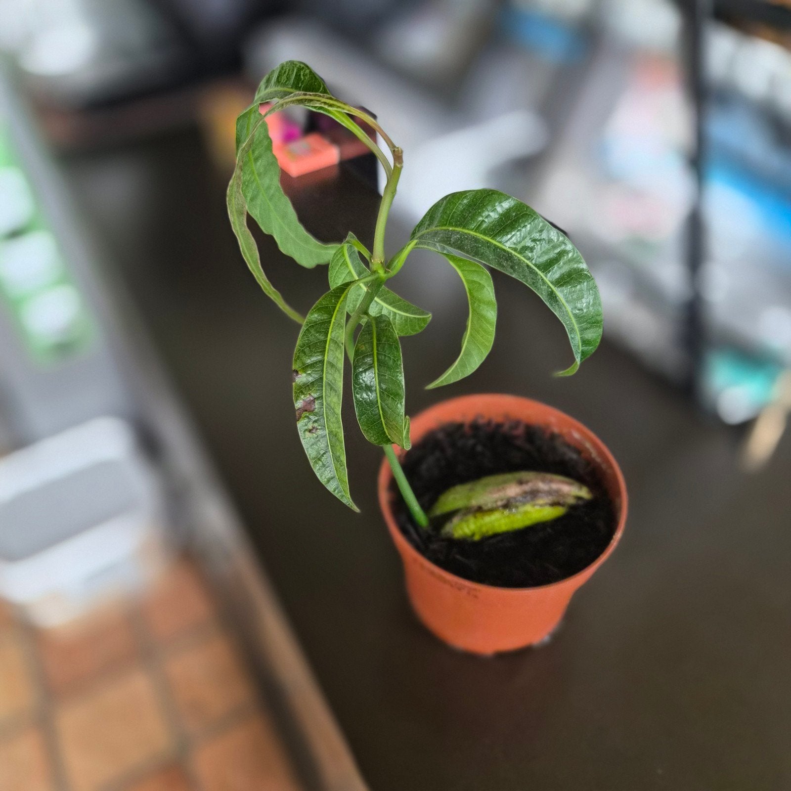 Mango plant GRATIS, Huis en Inrichting, Kamerplanten, Ophalen of Verzenden, Halfschaduw, Minder dan 100 cm