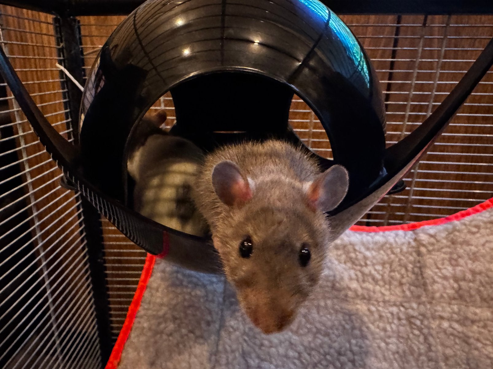 Ratjes met hok en toebehoren, Ophalen, Gebruikt, 60 tot 90 cm, Minder dan 75 cm