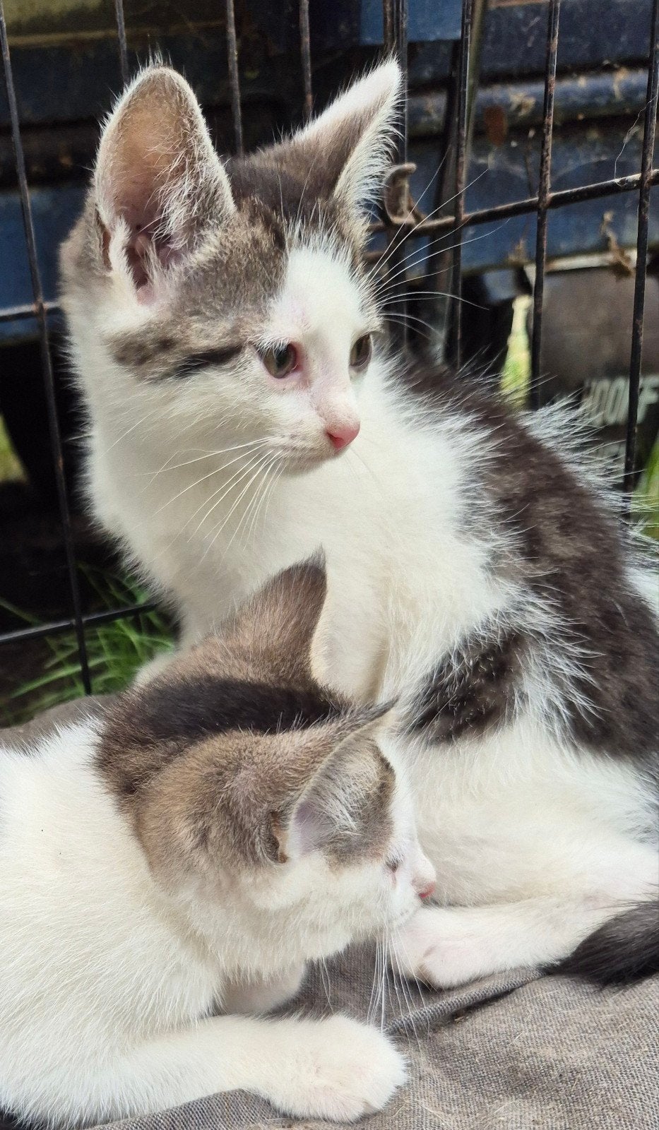 2 kittens poesjes, mogen het nest verlaten, Poes, Kortharig, 0 tot 2 jaar