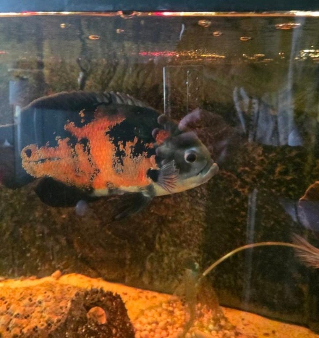 Oscar pauwoog, Dieren en Toebehoren, Vissen | Aquariumvissen, Vis
