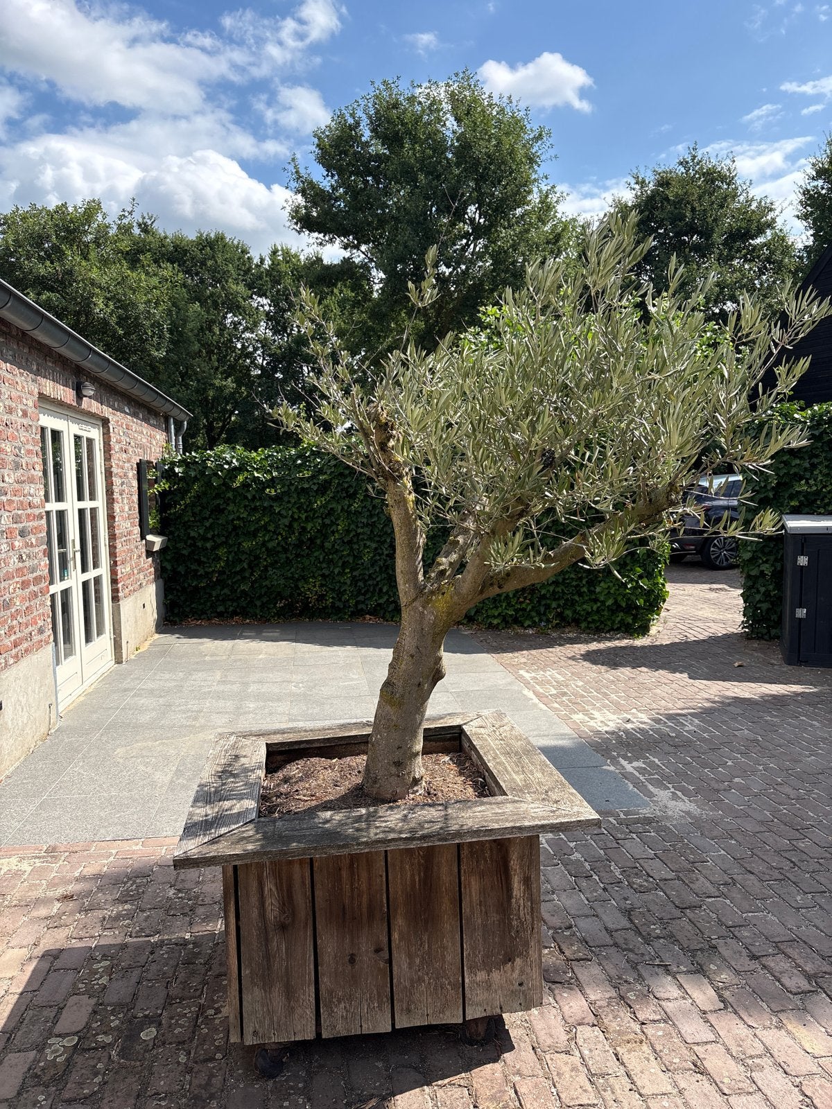 Olijfboom in houten pot - Mediterrane sfeer, Lente, 100 tot 250 cm, Olijfboom, Ophalen
