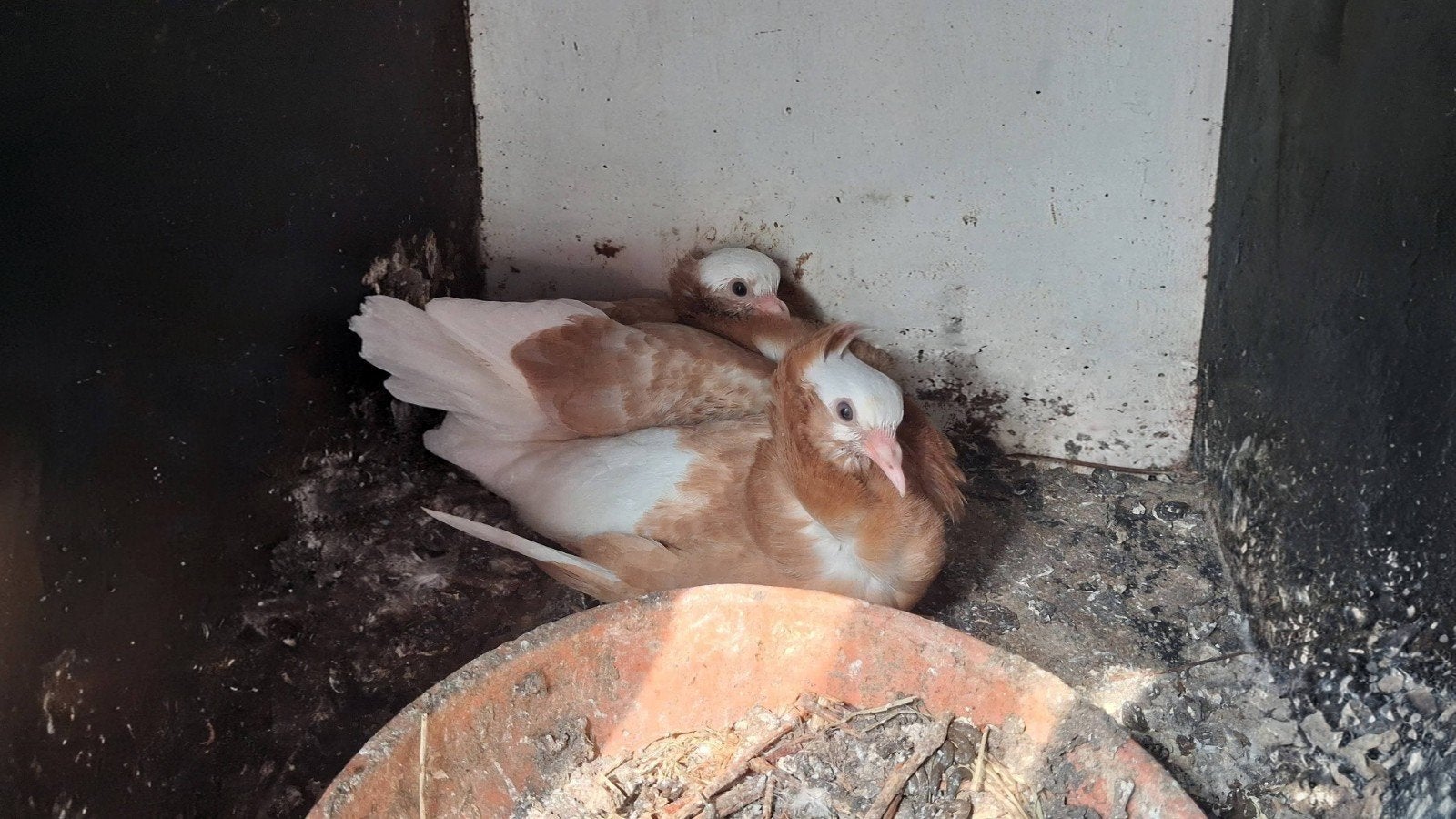Jonge Kapucijner duiven te koop!!, Dieren en Toebehoren, Vogels | Duiven, Meerdere dieren, Overige soorten