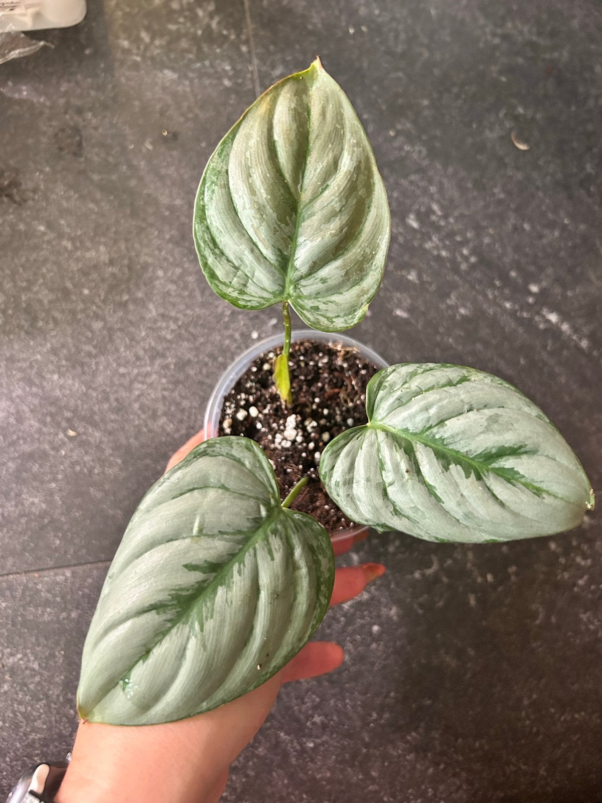 Philodendron sodiroi - Zeldzame en prachtige kamerplant, Huis en Inrichting, Kamerplanten, Ophalen of Verzenden, Halfschaduw, Minder dan 100 cm