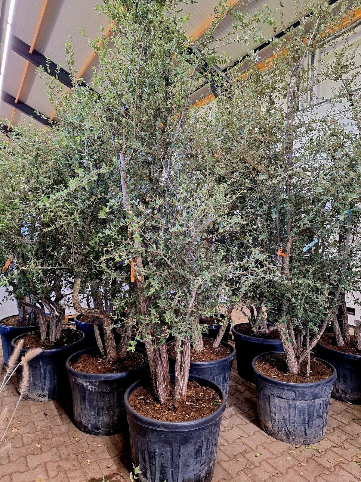 Quercus suber meerstam (kurkeik) 🌳, Tuin en Terras, Ophalen, Volle zon, Overige soorten