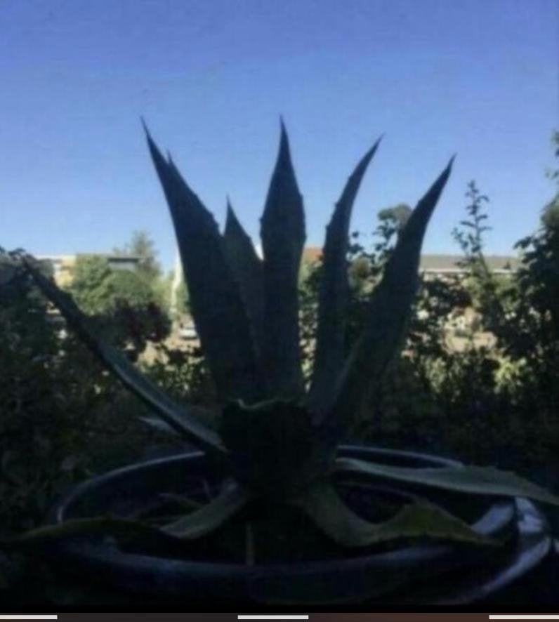 Grote BIO Agave Americana Winterharde terrasplant, Overige soorten, Volle zon, Vaste plant, Ophalen of Verzenden
