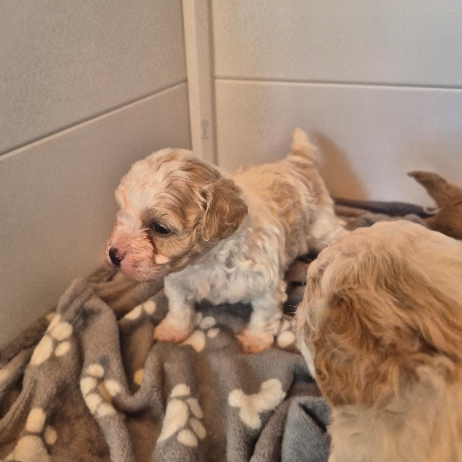 kleine maltipoo pups, Dieren en Toebehoren, Honden | Chihuahua's en Gezelschapshonden, Parvo, 8 tot 15 weken, Eén hond, Nederland