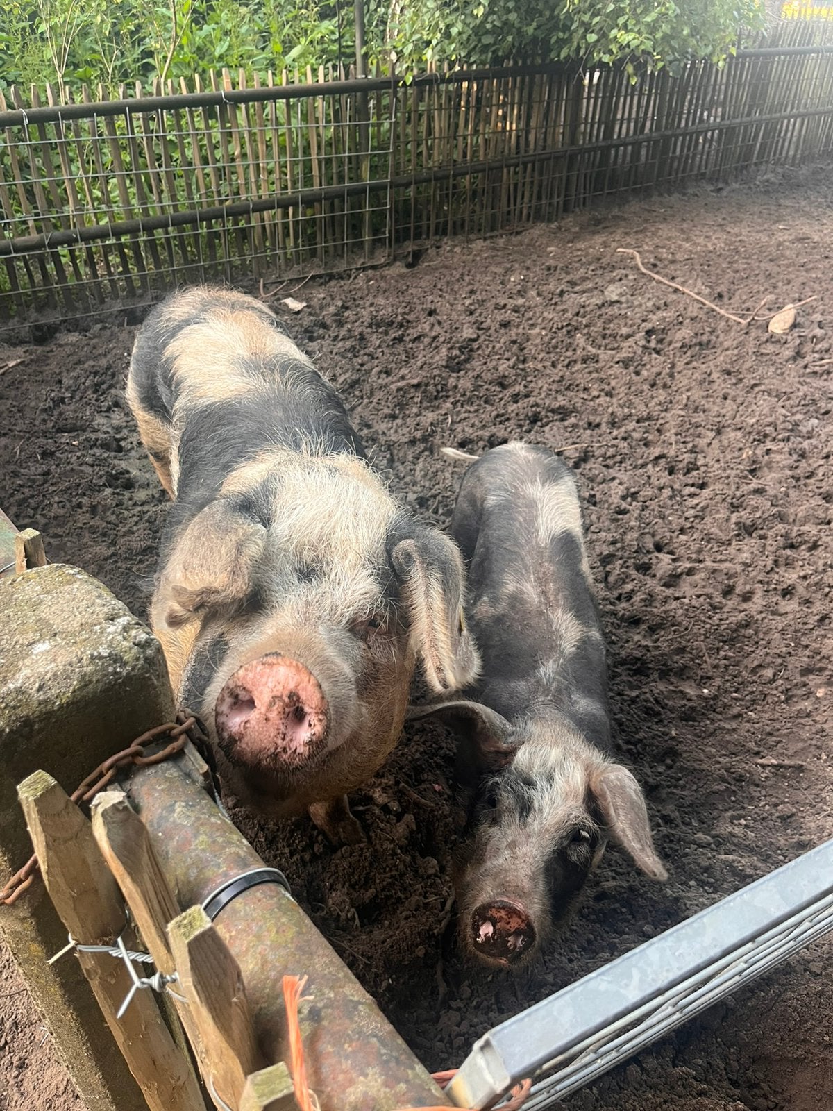 Bonte Bentheimer zeug met dochter, Dieren en Toebehoren, Vrouwelijk, Varken