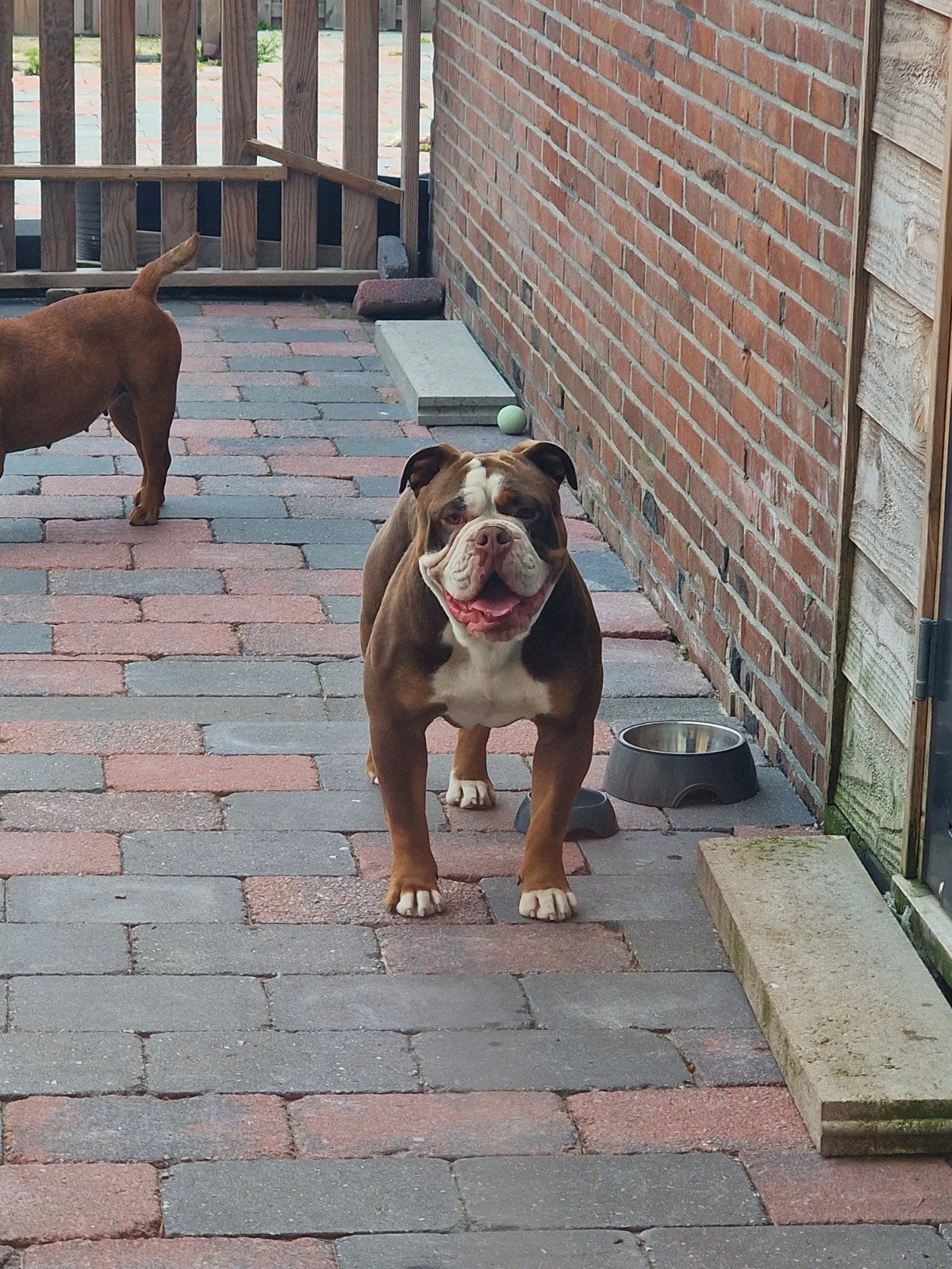 New english bulldog reu, Dieren en Toebehoren, Honden | Bulldogs, Pinschers en Molossers, Reu, Bulldog, Eén hond, 3 tot 5 jaar