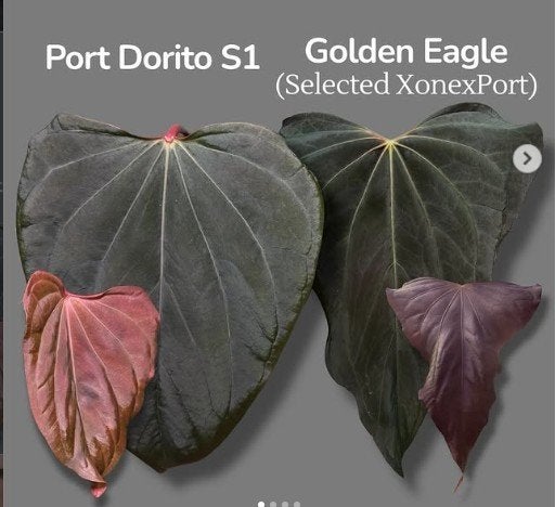 Anthurium Port Dorito X Golden Eagle, Huis en Inrichting, Kamerplanten, Groene kamerplant, Ophalen of Verzenden, Halfschaduw, Minder dan 100 cm