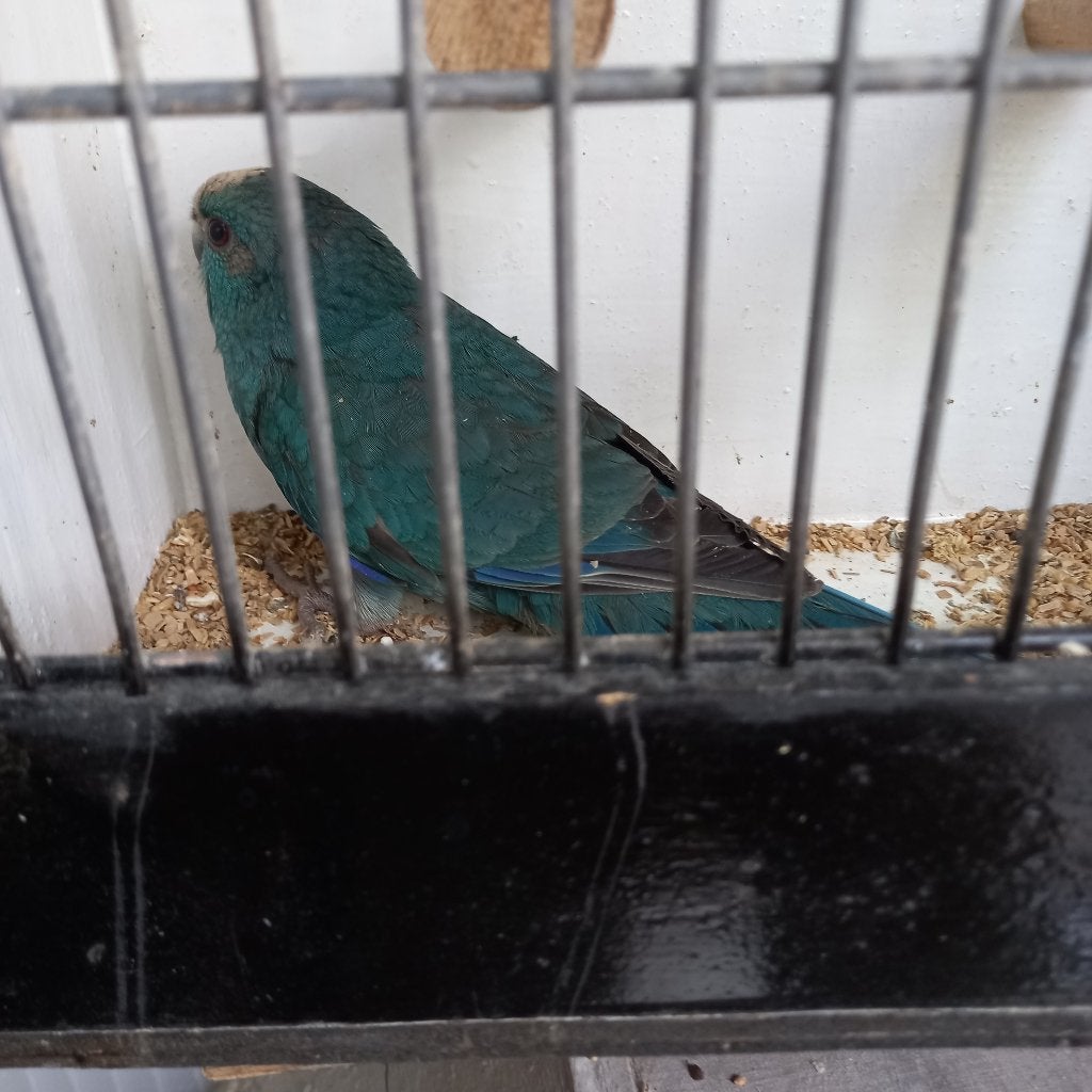 Kakariki, Meerdere dieren, Parkiet, Geringd