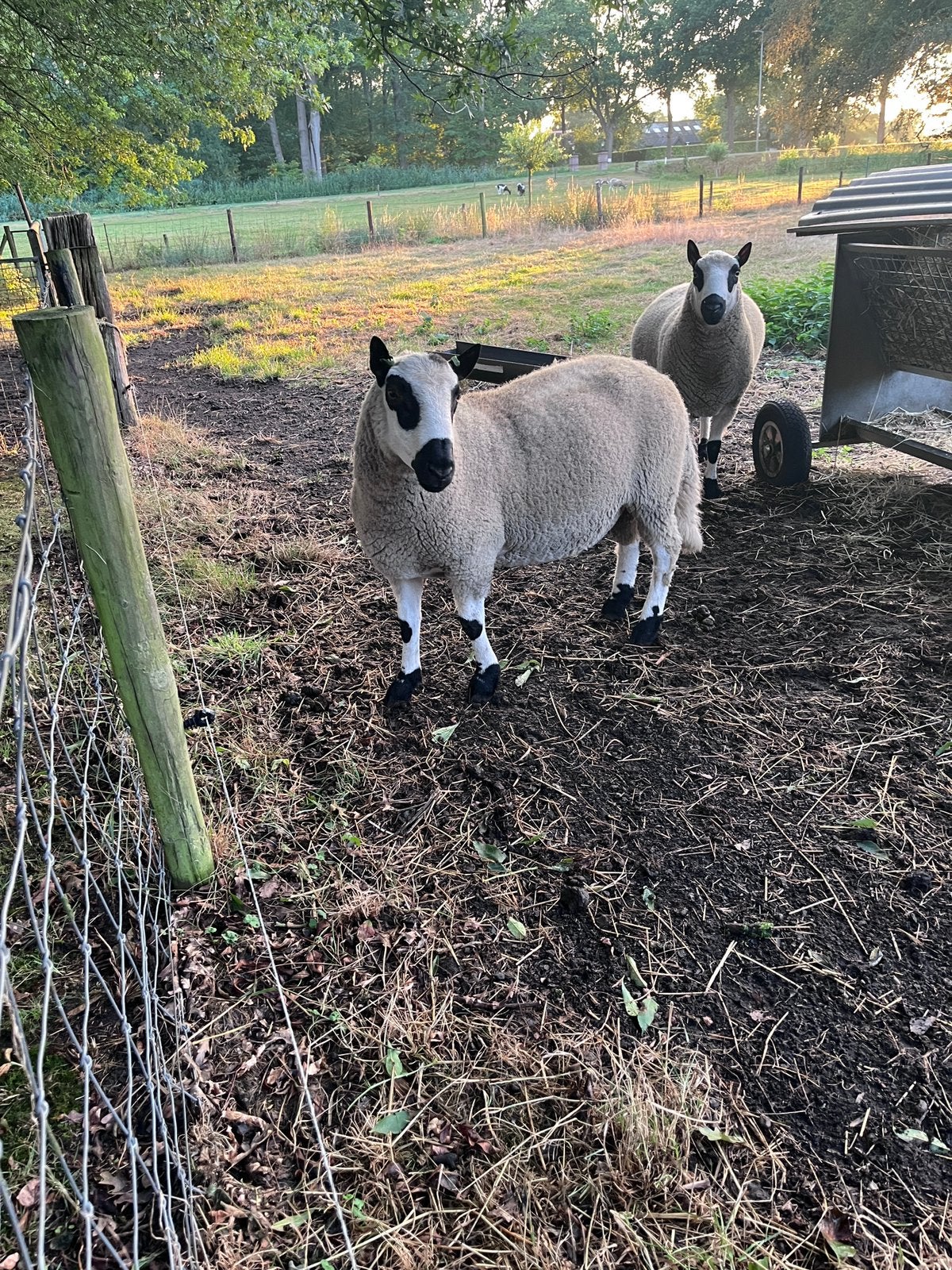 Te koop: Kerry Hill ram, Mannelijk, Schaap, 0 tot 2 jaar