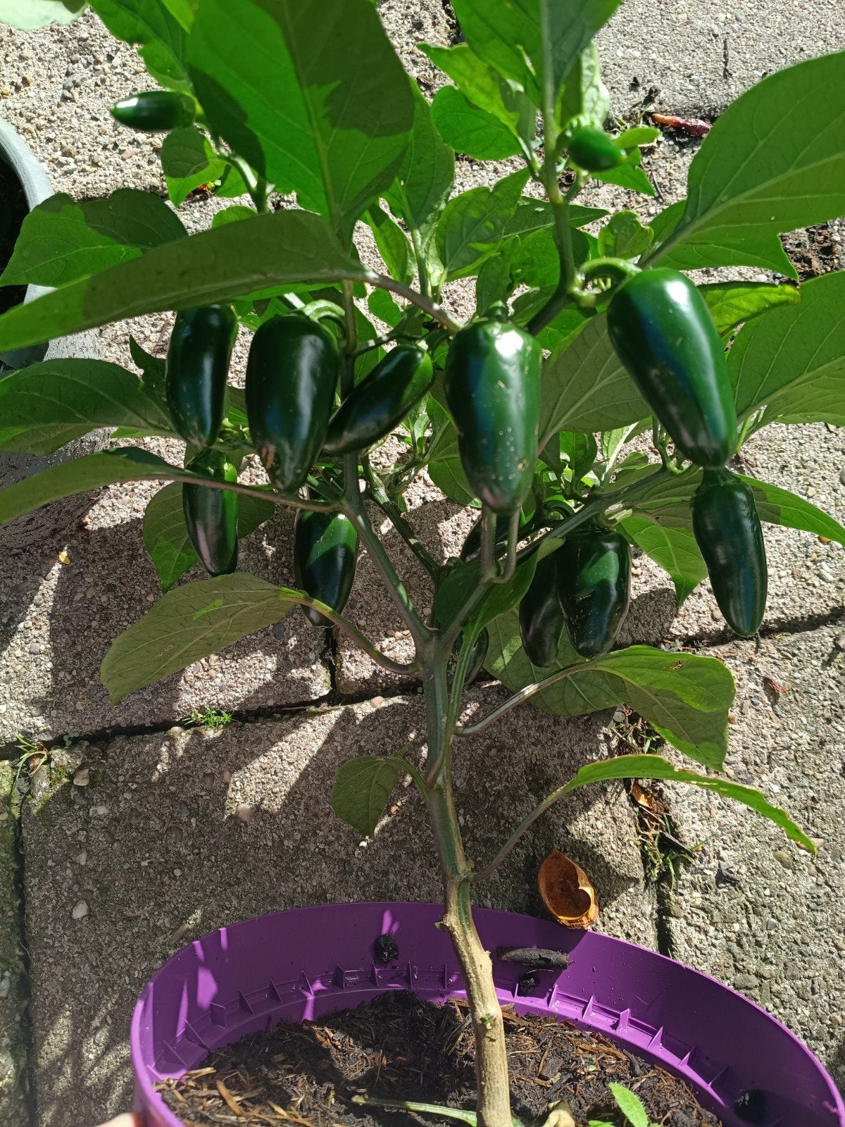 Jalapeno peper plant, Tuin en Terras, Ophalen, Minder dan 100 cm, Overige soorten, Zomer