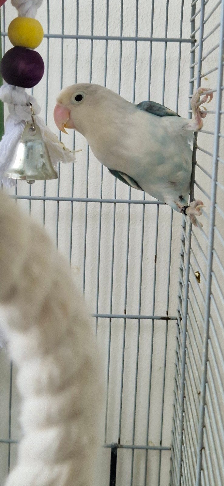 Agrapornis met kooi en toebehoren, Ophalen, Zo goed als nieuw, Metaal, Vogelkooi