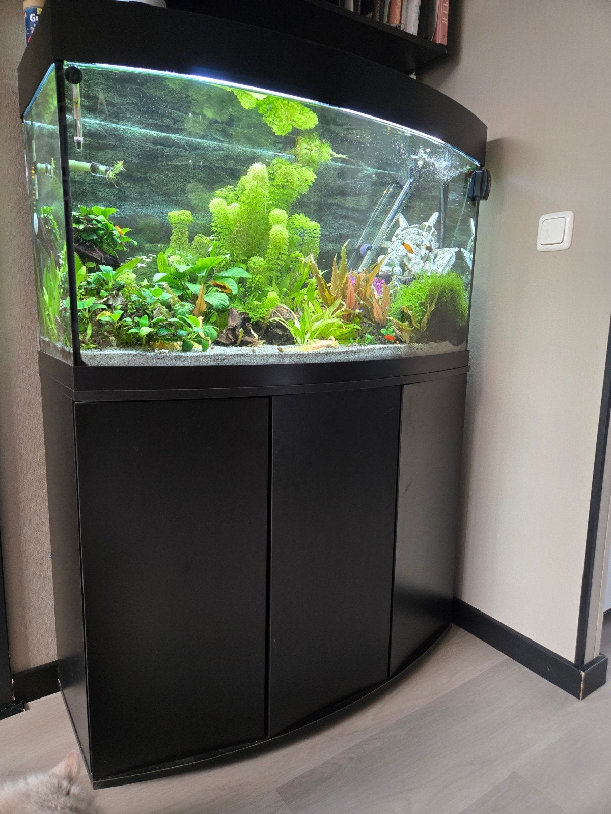 Goed onderhouden Jewel 180 inclusief meubel, Ophalen, Gebruikt, Gevuld zoetwateraquarium, Pomp
