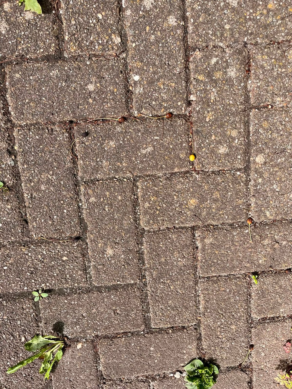 Betonklinkers 80m2, Ophalen of Verzenden, Zo goed als nieuw, Beton, Klinkers