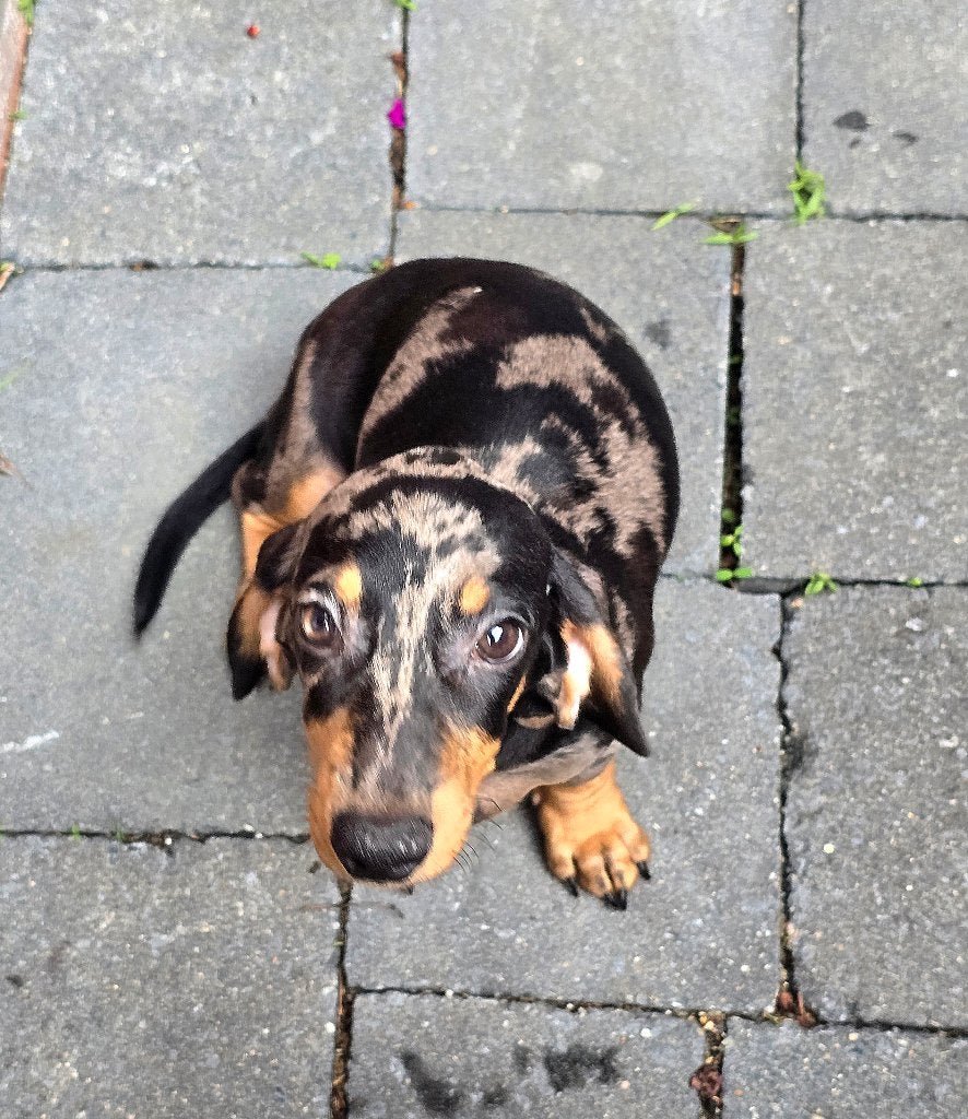 Teckel pups (reutjes), Reu, 8 tot 15 weken, Korthaar, Dwerg