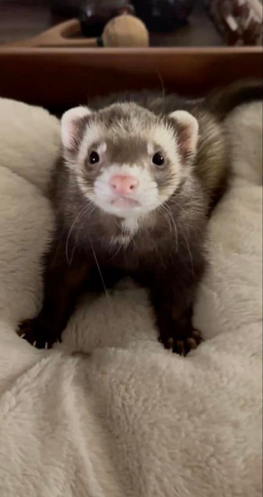 GEZOCHT mannelijke fret, Dieren en Toebehoren, Overige Dieren, Januari, Mannelijk