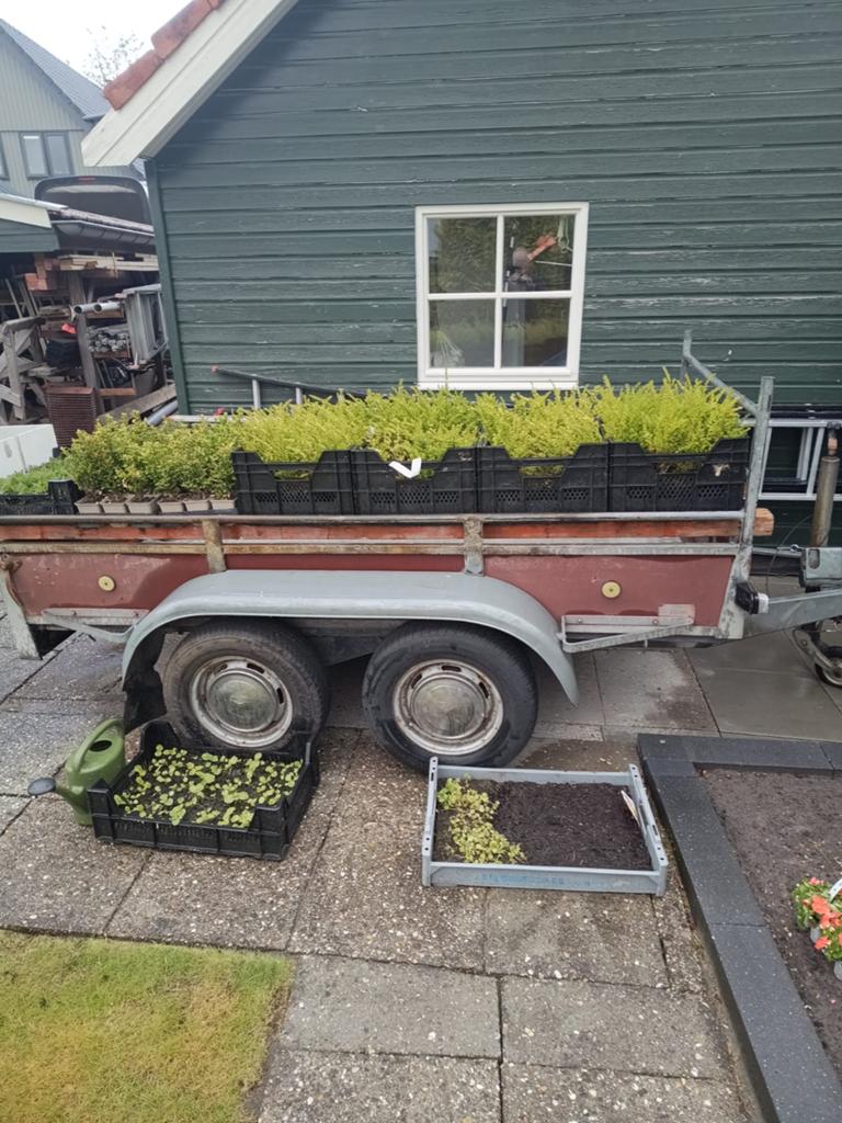 Alternatief buxus, Tuin en Terras, Planten | Tuinplanten, Ophalen