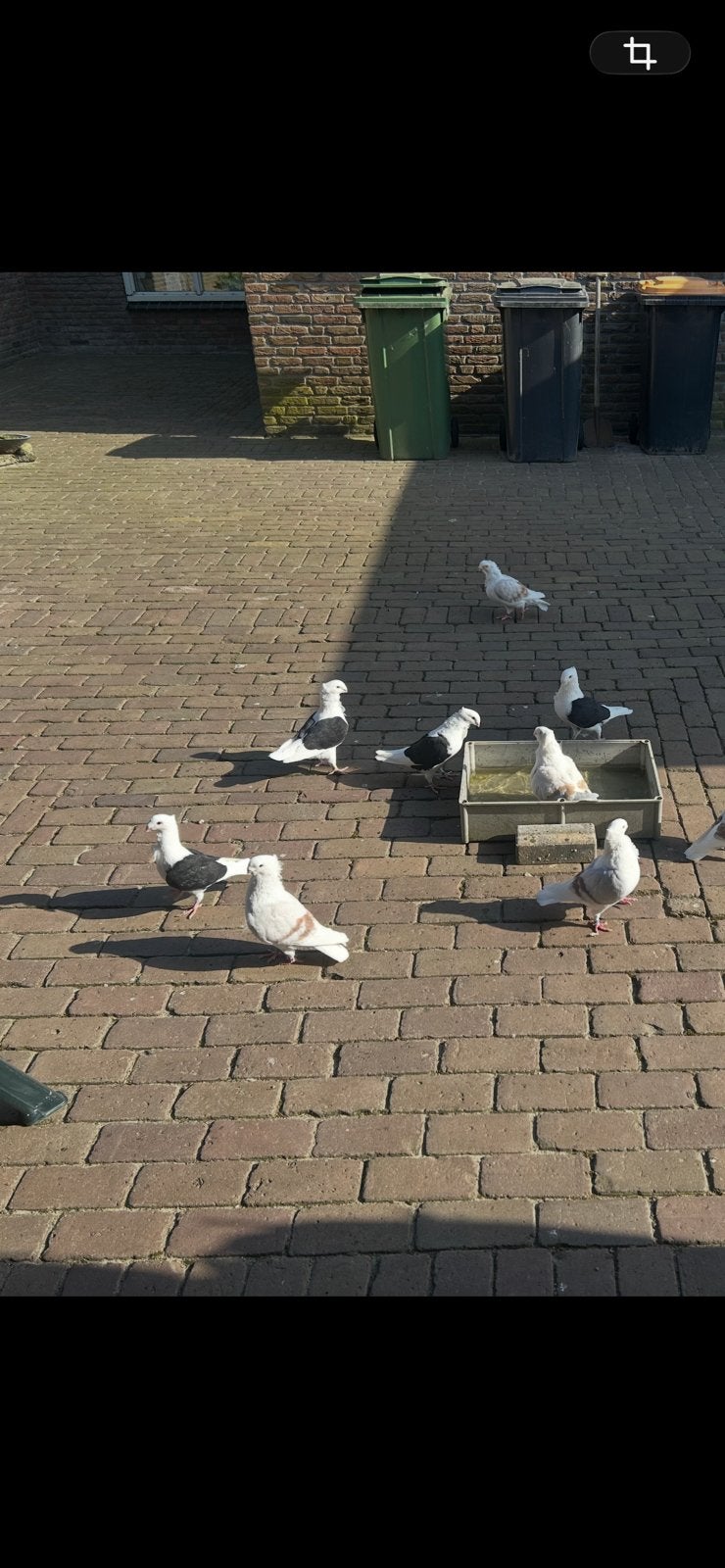 Oud hollandse meeuwen, Meerdere dieren, Overige soorten