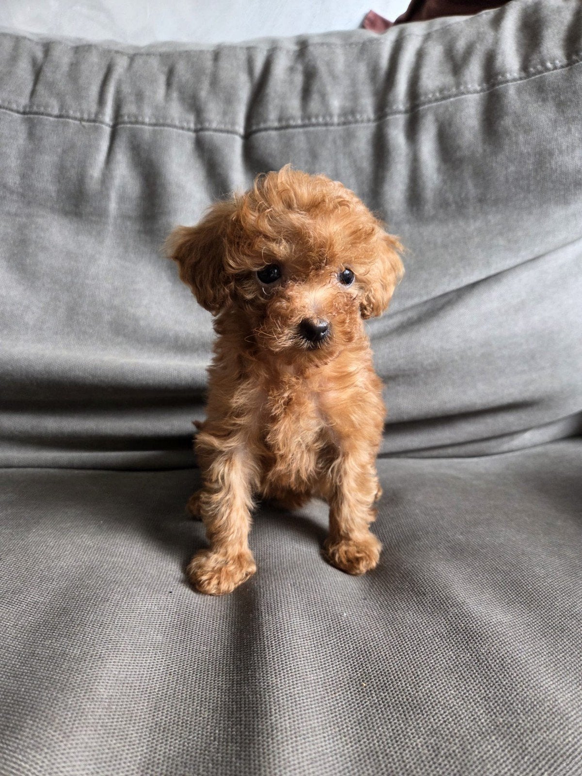 Mooie toy poedel puppies te koop, Dieren en Toebehoren, Honden | Chihuahua's en Gezelschapshonden, Poedel, 8 tot 15 weken, Meerdere