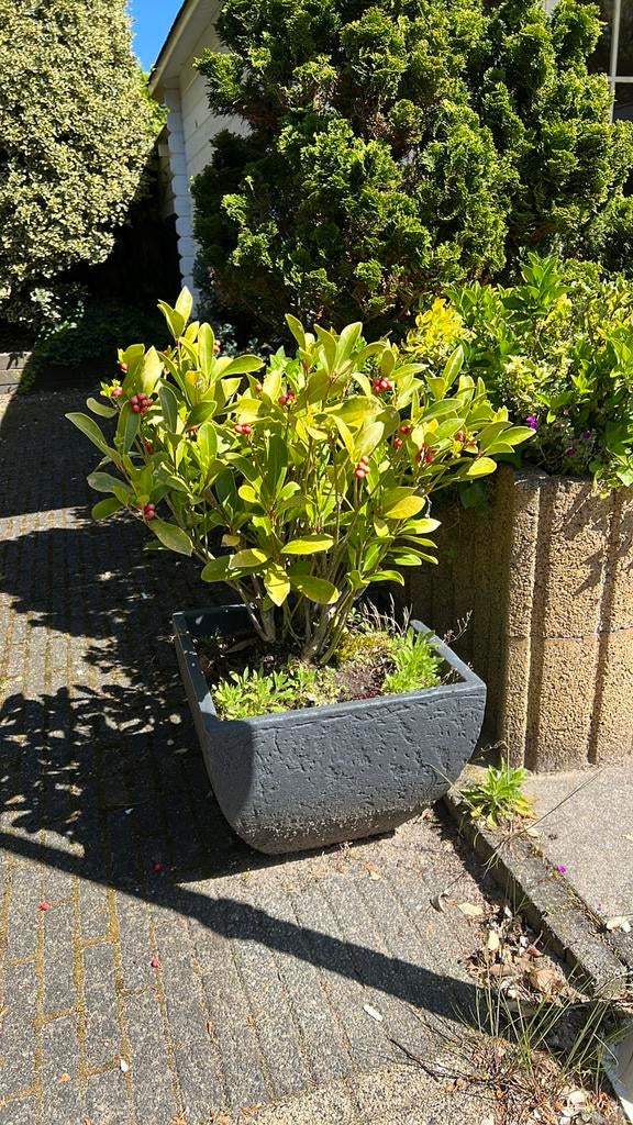 3x Plantenbak buiten plastik net steen. Incl plant, Ophalen, Rond, Steen, Minder dan 30 cm