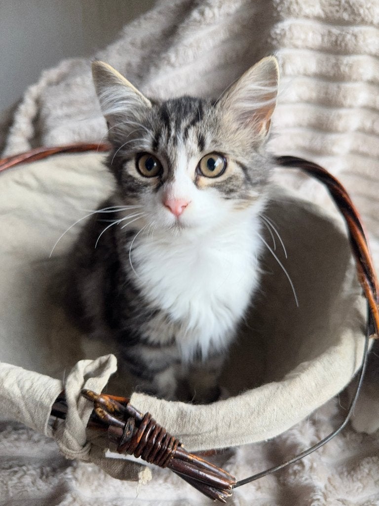 Pers x Europese Korthaar kittens, Meerdere dieren, Ontwormd, 0 tot 2 jaar