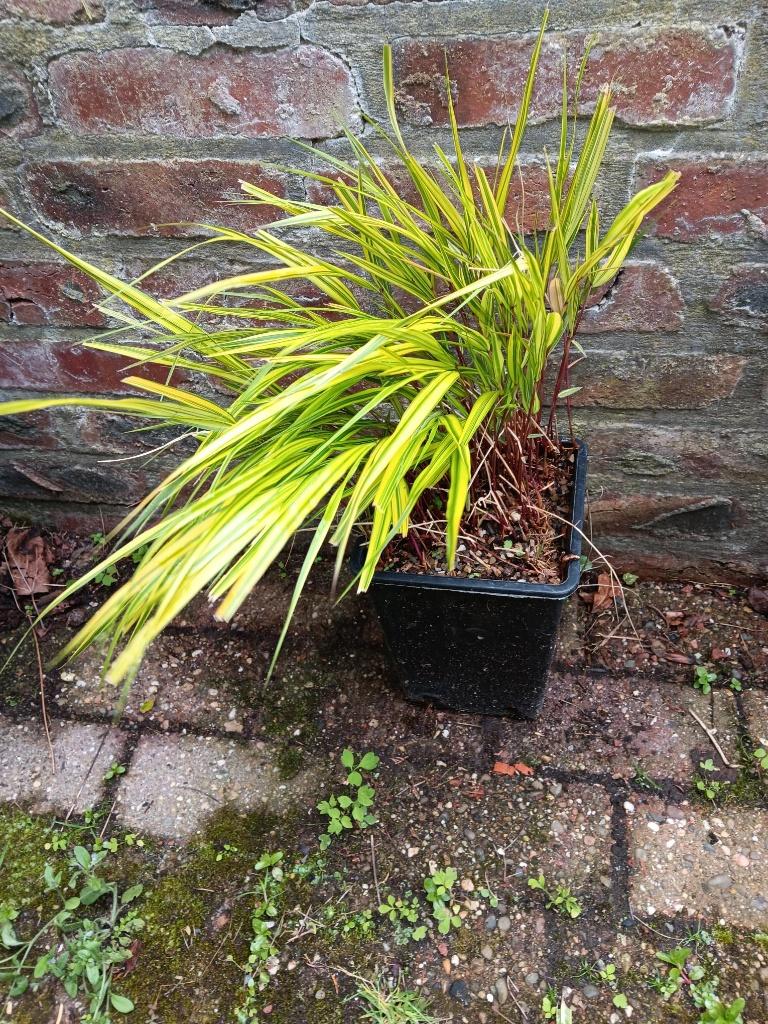 Hakonechloa macra All Gold, Vaste plant, Halfschaduw, Zomer, Ophalen