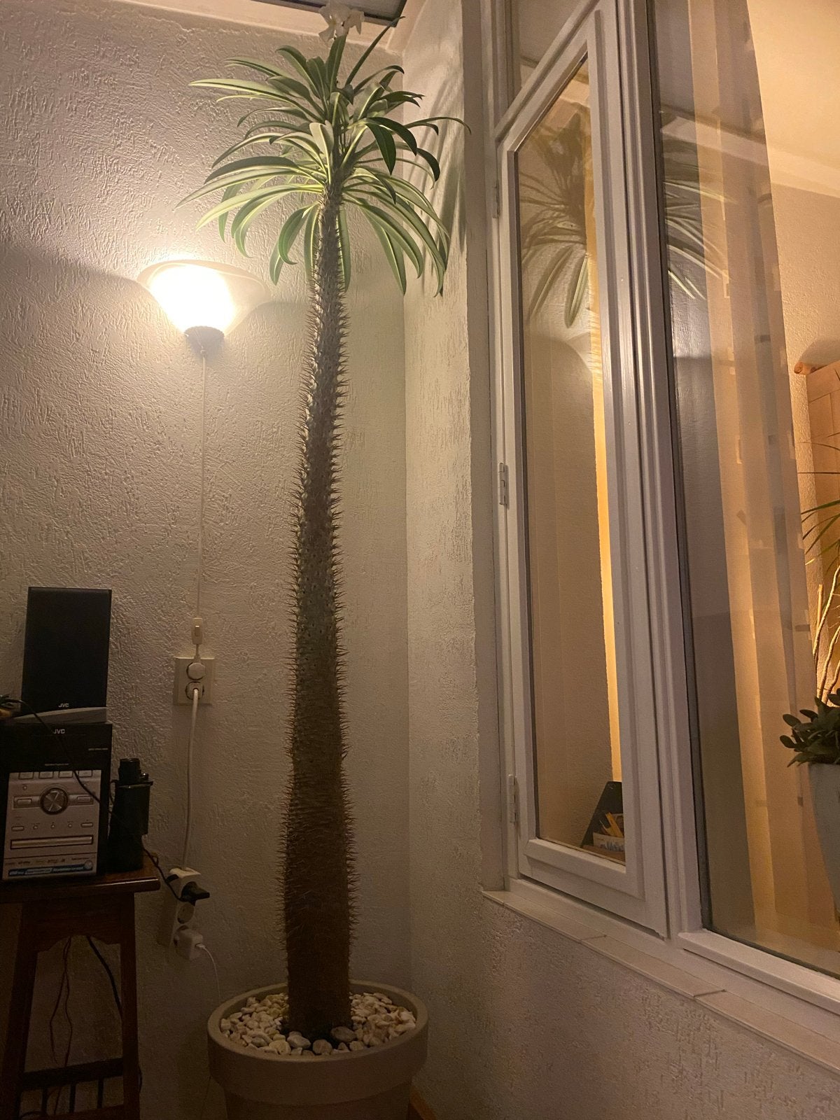 Madagaskar Palm Pachypodium Lamerei - 200+ cm, Ophalen, Bloeiende kamerplant, 150 tot 200 cm, Volle zon