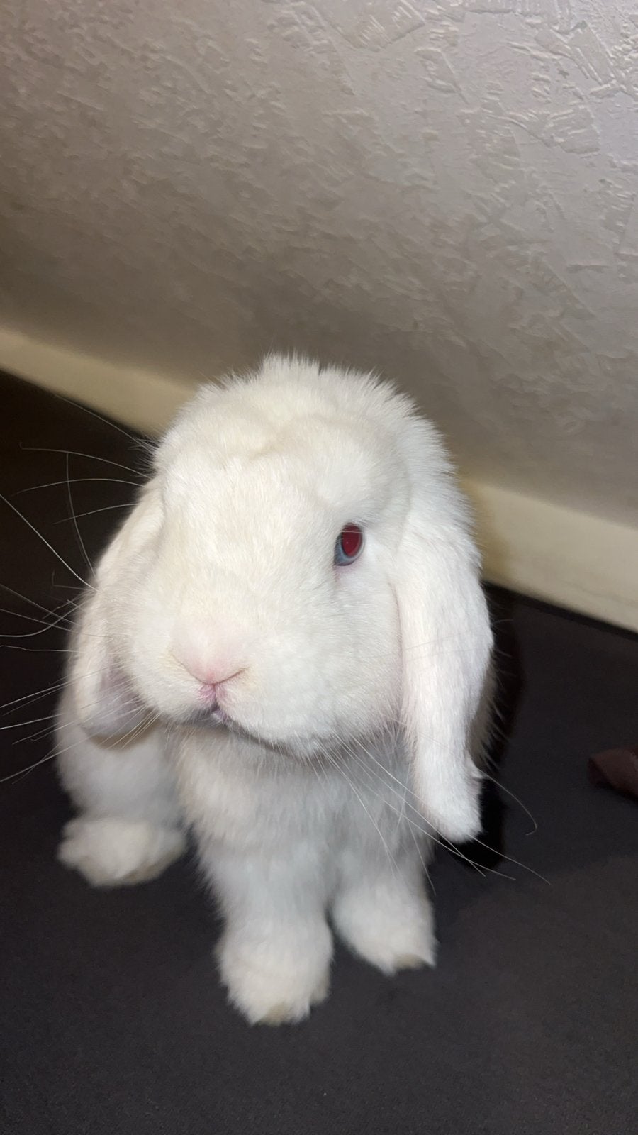 Witte konijn, Mannelijk, Middelgroot, 0 tot 2 jaar