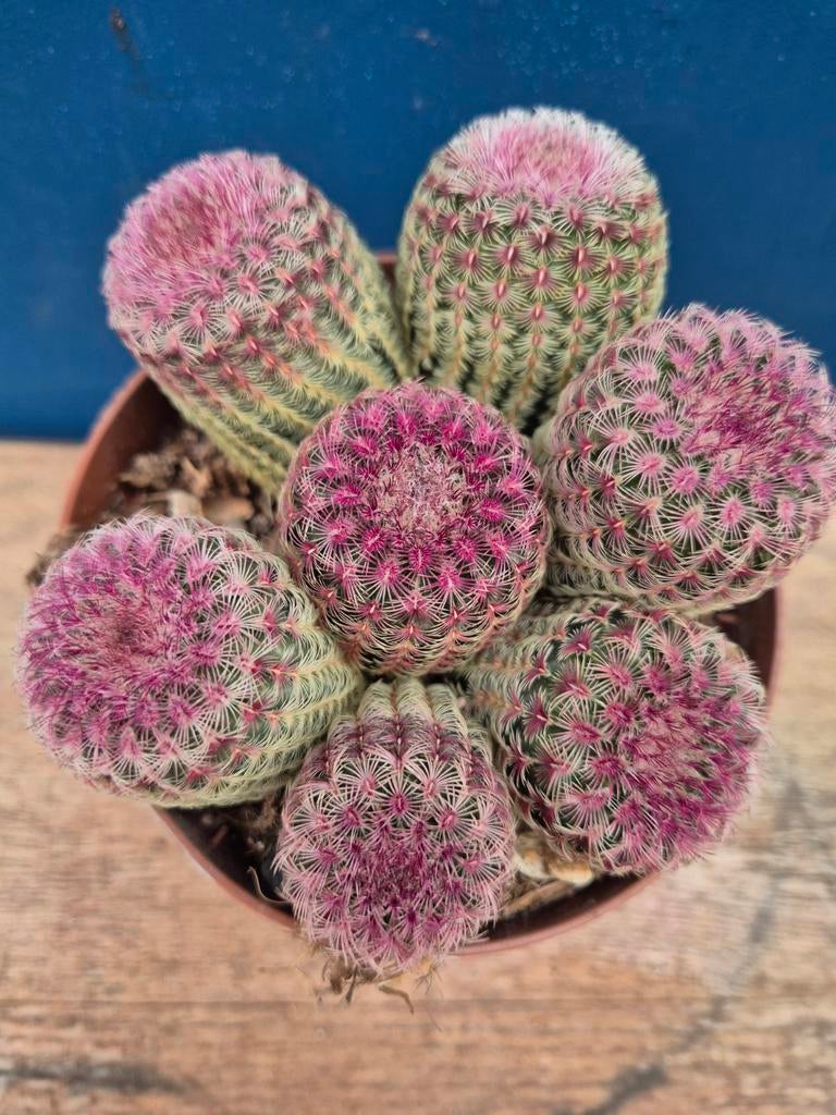 Cactus Cereus Echinocereus Rubrispinus p12 (6), Ophalen of Verzenden, Cactus, Volle zon, Minder dan 100 cm