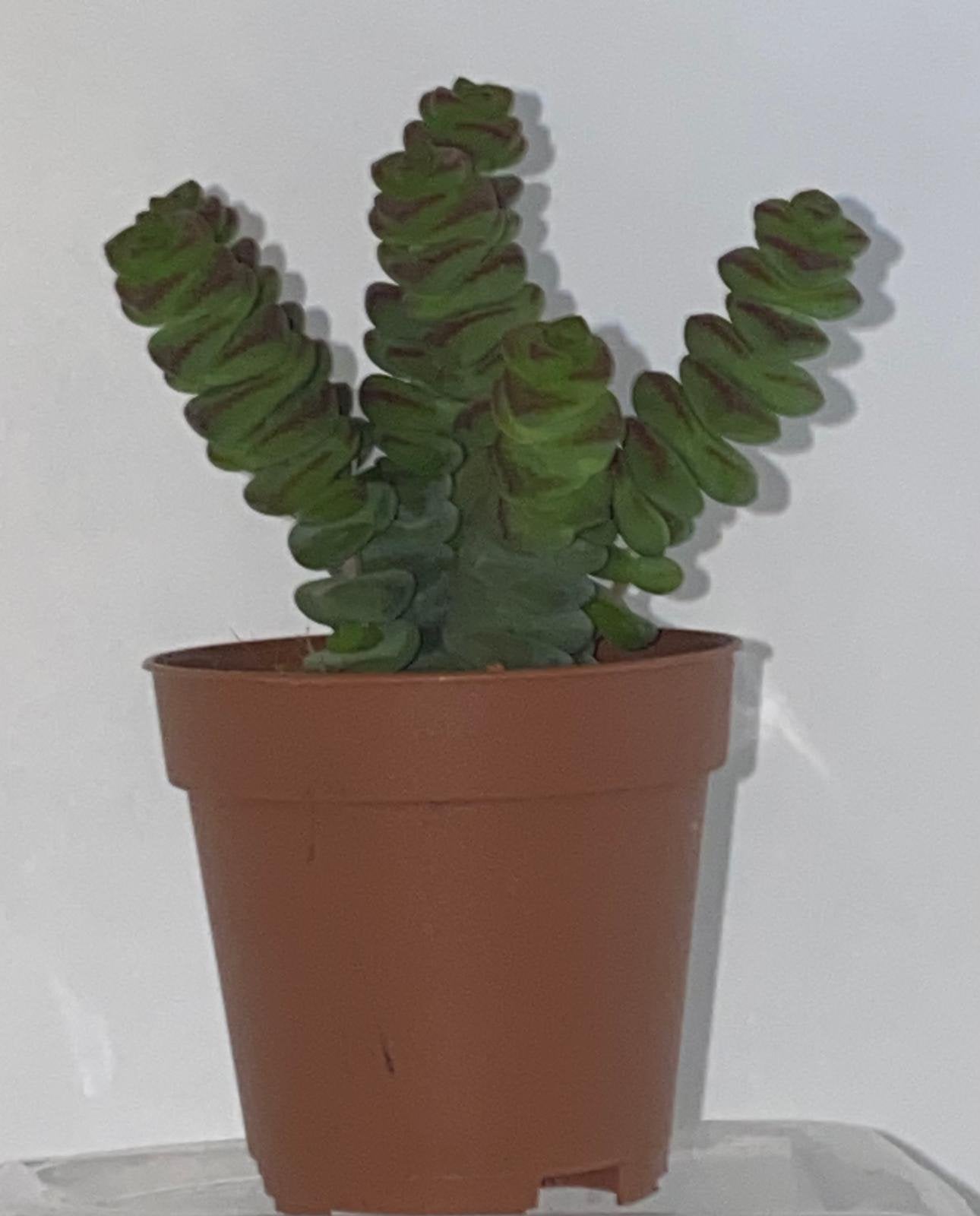 Crassula marnieriana “Hottentot”, Ophalen of Verzenden
