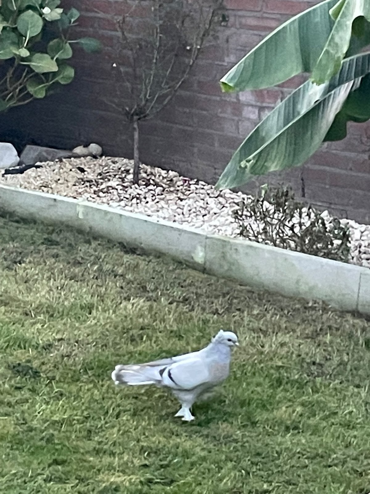 Mooi takla duivin, Dieren en Toebehoren