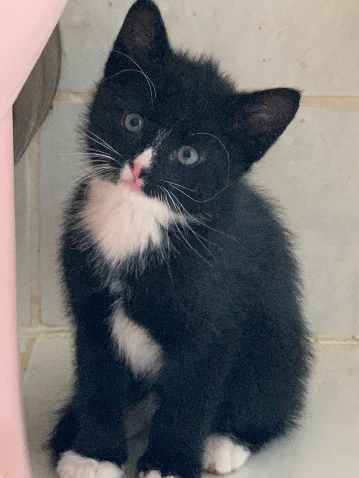 Super lieve Kittens, Dieren en Toebehoren, Katten en Kittens | Overige Katten, Meerdere dieren