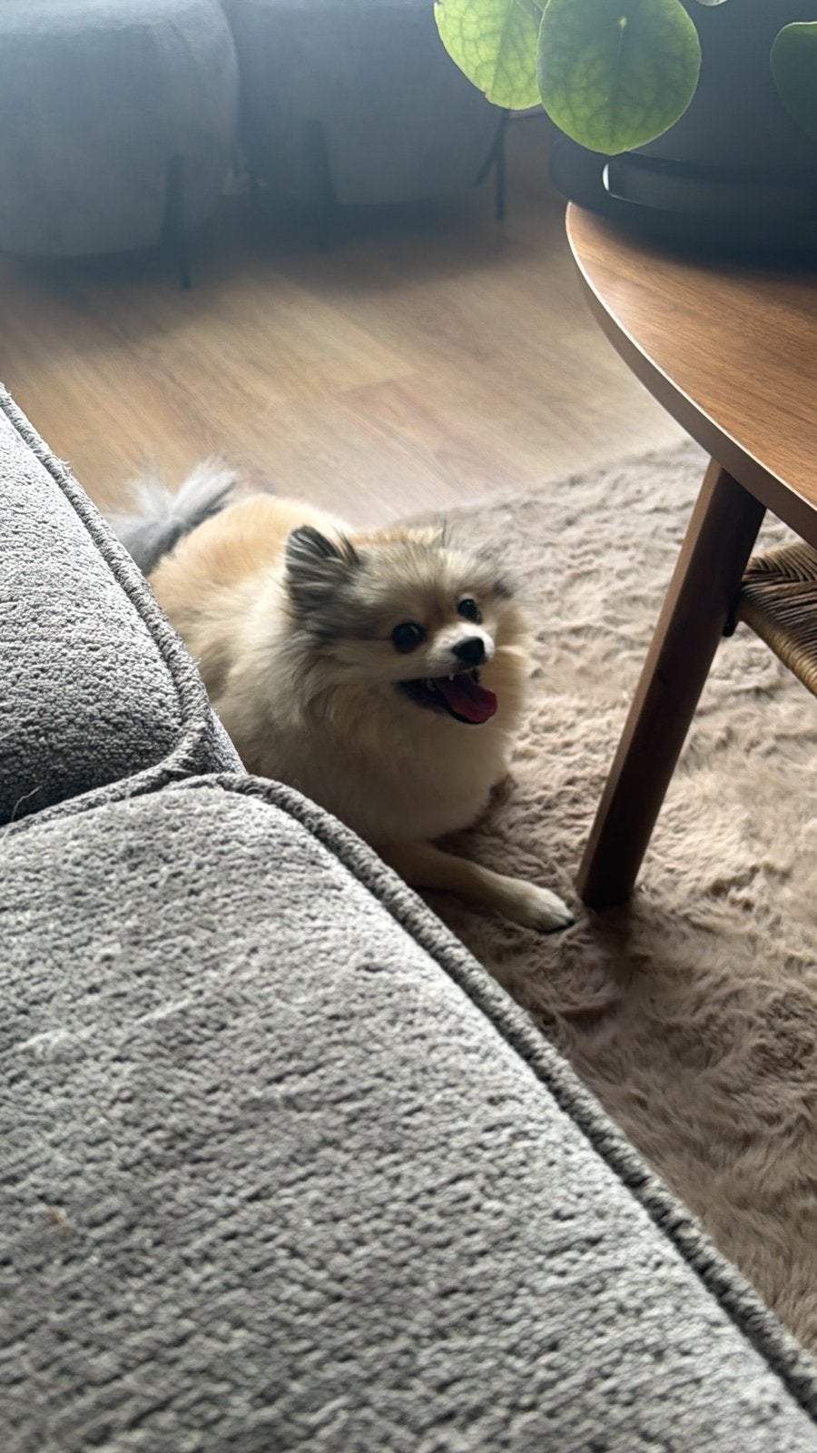pomerkaam/ dwergkees teefje, Keeshond, Teef, Eén hond, 3 tot 5 jaar