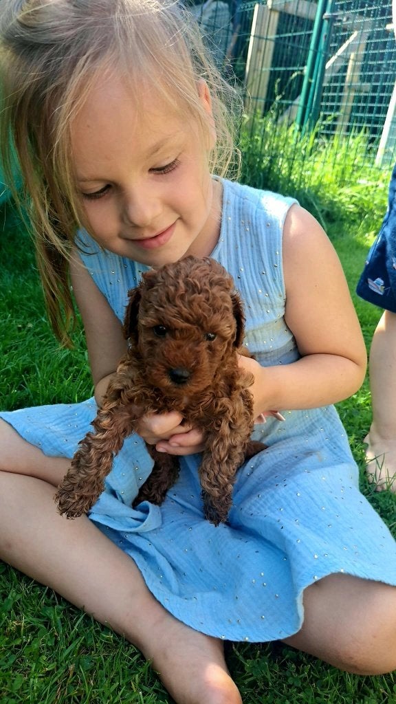 Poedel puppy's, Dieren en Toebehoren, Honden | Chihuahua's en Gezelschapshonden, Poedel, België, Fokker | Hobbymatig, Meerdere dieren