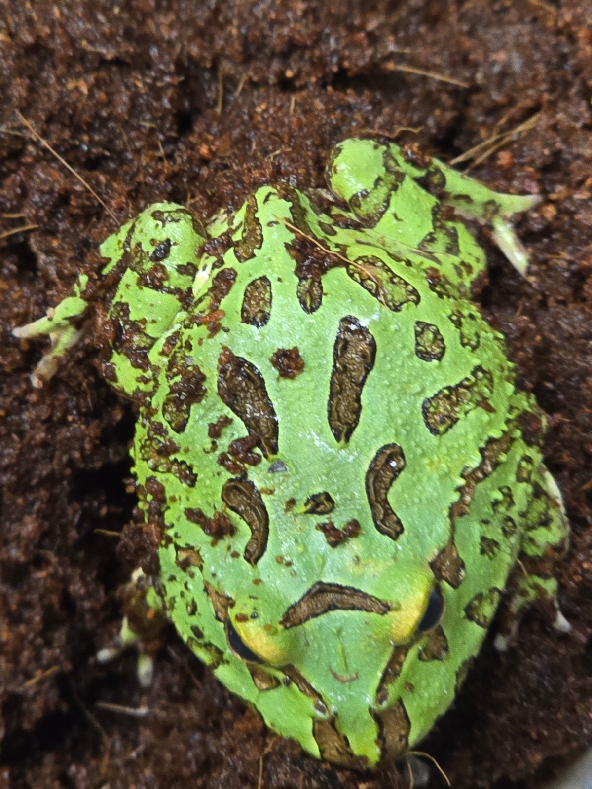 Prachtige hoornkikkers (Ceratophrys cranwelli) vele kleuren Frog photo 6