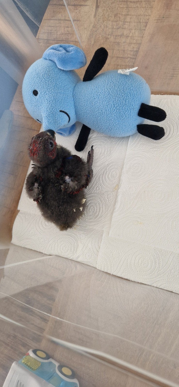 Baby edelpapegaai pop handtam, Dieren en Toebehoren, Vrouwelijk, Papegaai
