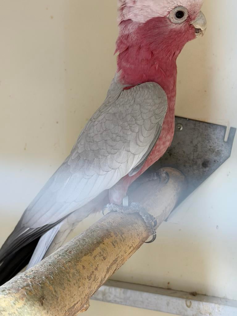 Rosé Kakatoe man, Mannelijk, Papegaai, Geringd