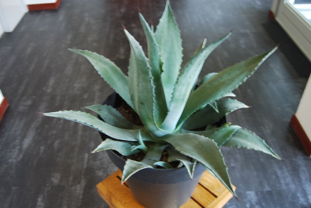 Mooie Agave., Tuin en Terras, Volle zon, Vaste plant, Bloeit niet, Ophalen
