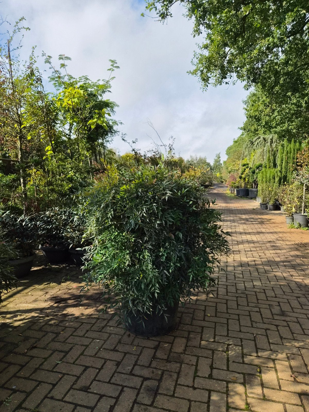 XXL Nandina Domestica - Hemelse Bamboe, Vaste plant, Halfschaduw, Zomer, Ophalen