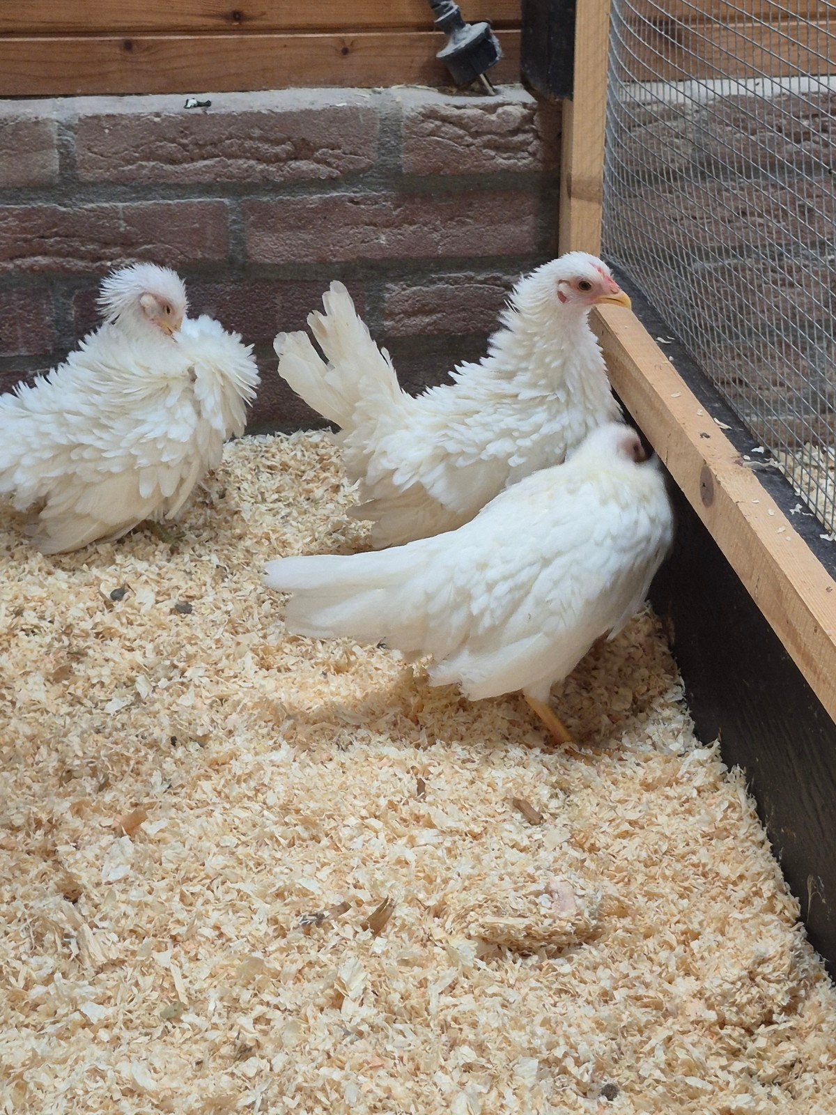 Serama hennen krulveer, zijdeveer, gladveer, Dieren en Toebehoren, Vrouwelijk